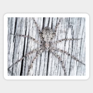 Philodromidae - running crab spider Sticker